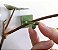 Grampos de Fixação para Plantas – Suporte Verde para Jardinagem - Imagem 1