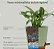 Vasos para Plantas Autoirrigável - Kit 2 pçs - Imagem 2