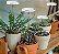 Luzes de Crescimento para Plantas Internas - Imagem 1