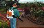 Soprador Costal BR 420 STIHL a Gasolina - Imagem 2
