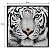 Quadro Decorativo Barcelona Tigre Branco PB 30x30cm - Imagem 3