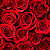 Buquê com 100 Rosas Vermelhas - Imagem 2