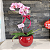 Orquídea Phalaenopsis + Vaso de Cerâmica Vermelho com Plaquinha Decorativa - Imagem 1