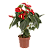 Antúrio Vermelho no Pote 17 – Planta com Flores para Interior - Imagem 1
