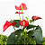 Antúrio Vermelho no Pote 17 – Planta com Flores para Interior - Imagem 2
