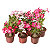Kit com 3 mudas de Rosa do Deserto Sortida – Pote 15 - Imagem 2
