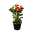 Rosa do Deserto Sortida – Muda no Pote 15 - Imagem 1