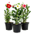 Rosa do Deserto Sortida – Muda no Pote 15 - Imagem 3