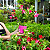 Kit com 5 mudas Dipladenia Trepadeira - Pendente - Imagem 3
