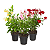 Mandevilla - Dipladenia - Trepadeira Ou Pendente - Imagem 4