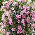 Mandevilla - Dipladenia - Trepadeira Ou Pendente - Imagem 3