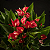 Mini Antúrio Vermelho - Pote 11 - Imagem 3