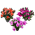 Azaleia - Flores Vibrantes - Pote 14 - Imagem 3