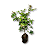 Jabuticaba Hibrida - Imagem 3