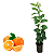 Laranja Bahia  Enxertada - Imagem 1