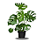 Costela de Adão(Monstera deliciosa) - Imagem 2