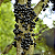 FORTH Jabuticabeiras 400g – Fertilizante - Imagem 5