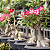 FORTH Rosa do Deserto 400g – Fertilizante - Imagem 4