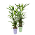 Palmeira Raphis Pote 17 – Elegância Verde para Ambientes Internos - Imagem 2