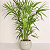 Palmeira Raphis Pote 17 – Elegância Verde para Ambientes Internos - Imagem 4