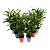 Palmeira Raphis Pote 17 – Elegância Verde para Ambientes Internos - Imagem 3