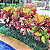 Croton Petra Híbrido Pote 24 – Folhagem Colorida e Exuberante - Imagem 2
