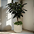 Ficus Elastica Burgundy P24 – Planta de Folhas Escuras e Elegantes - Imagem 3