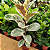 Ficus Tineke em Vaso 17cm – Planta de Interior com Folhas Coloridas - Imagem 3