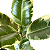 Ficus Tineke em Vaso 17cm – Planta de Interior com Folhas Coloridas - Imagem 2