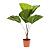 Palmeira Licuala Pote 17 – Folhagem Tropical Exuberante - Imagem 1