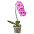 Orquídea Phalaenopsis Cascata | Pote 15 | Natural - Imagem 1