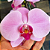 Orquídea Phalaenopsis Cascata | Pote 15 | Natural - Imagem 5