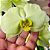 Orquídea Phalaenopsis Cascata | Pote 15 | Natural - Imagem 6