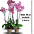Orquídea Phalaenopsis Cascata 2 Hastes – Flores Elegantes e Duráveis - Imagem 3
