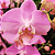 Orquídea Phalaenopsis Cascata 2 Hastes – Flores Elegantes e Duráveis - Imagem 6