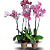 Orquídea Phalaenopsis Cascata 2 Hastes – Flores Elegantes e Duráveis - Imagem 1