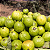 Goiaba Tailandesa 1m – Frutífera de Alto Rendimento - Imagem 3