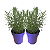 Kit com 2 Lavanda Pote 15 – Beleza e Aroma para Jardins e Vasos - Imagem 1