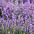 Kit com 2 Lavanda Pote 15 – Beleza e Aroma para Jardins e Vasos - Imagem 3