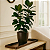 Prato Jardineira 80cm - Café - Afort p/ Vaso Retangular - Imagem 5