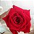 Rosa Eterna - A Bela e a Fera -Presente Perfeito - Imagem 15