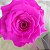 Rosa Eterna - A Bela e a Fera -Presente Perfeito - Imagem 8