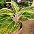 Aglaonema Pote 12 – Cores Variadas | Planta para Dentro de Casa - Imagem 5