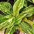 Aglaonema Pote 12 – Cores Variadas | Planta para Dentro de Casa - Imagem 7