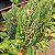 Aglaonema Pote 12 – Cores Variadas | Planta para Dentro de Casa - Imagem 4