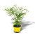 Palmeira Chamaedorea Elegans | Para Ambientes Internos - Imagem 1