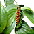 Muda de Pimenta-do-Reino Planta | Aromatica - Tempero - Imagem 4