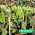 Muda de Pimenta-do-Reino Planta | Aromatica - Tempero - Imagem 3