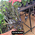 Kit 2 Zamioculcas Black – Pote 15 – Planta Rara de Luxo - Imagem 3