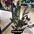 Kit 2 Zamioculcas Black – Pote 15 – Planta Rara de Luxo - Imagem 2
